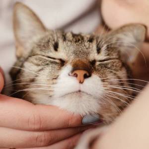 A person holding a cat