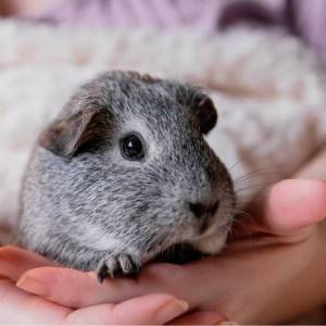 A small animal in a person's hands