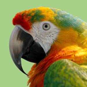 A close up of a parrot