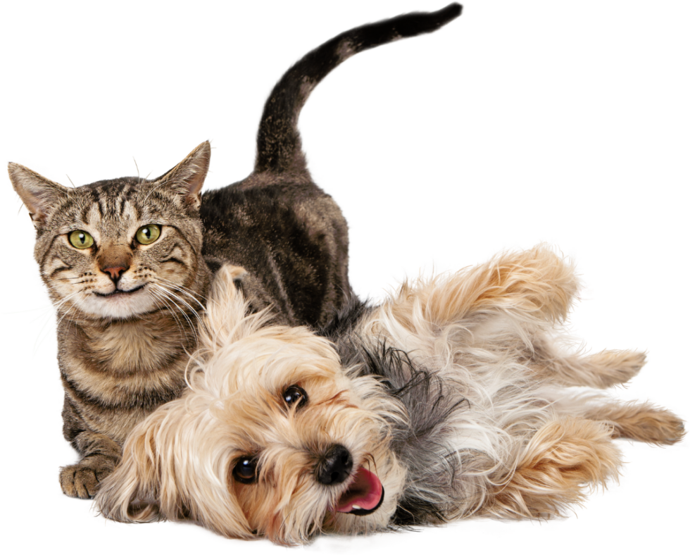 Slab Fractures Best Friends Veterinary Center