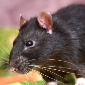 A close-up of a black rat