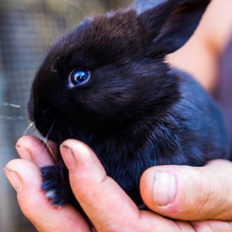 A person holding a black rabbit