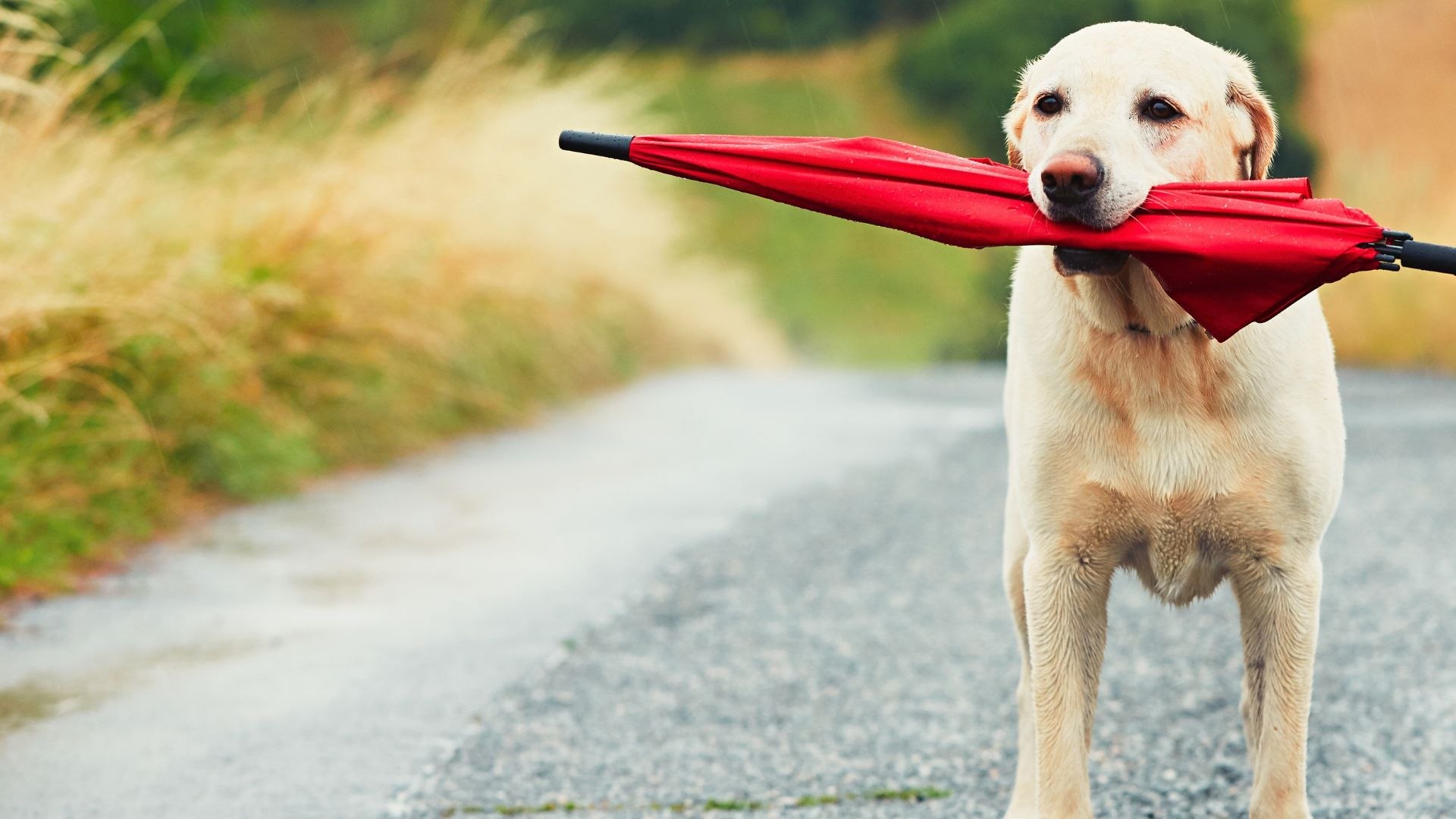 About Best Friends Veterinary Center Vet In Grafton, WI 53024