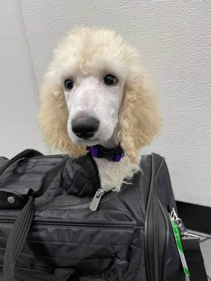 a dog sitting on a bag