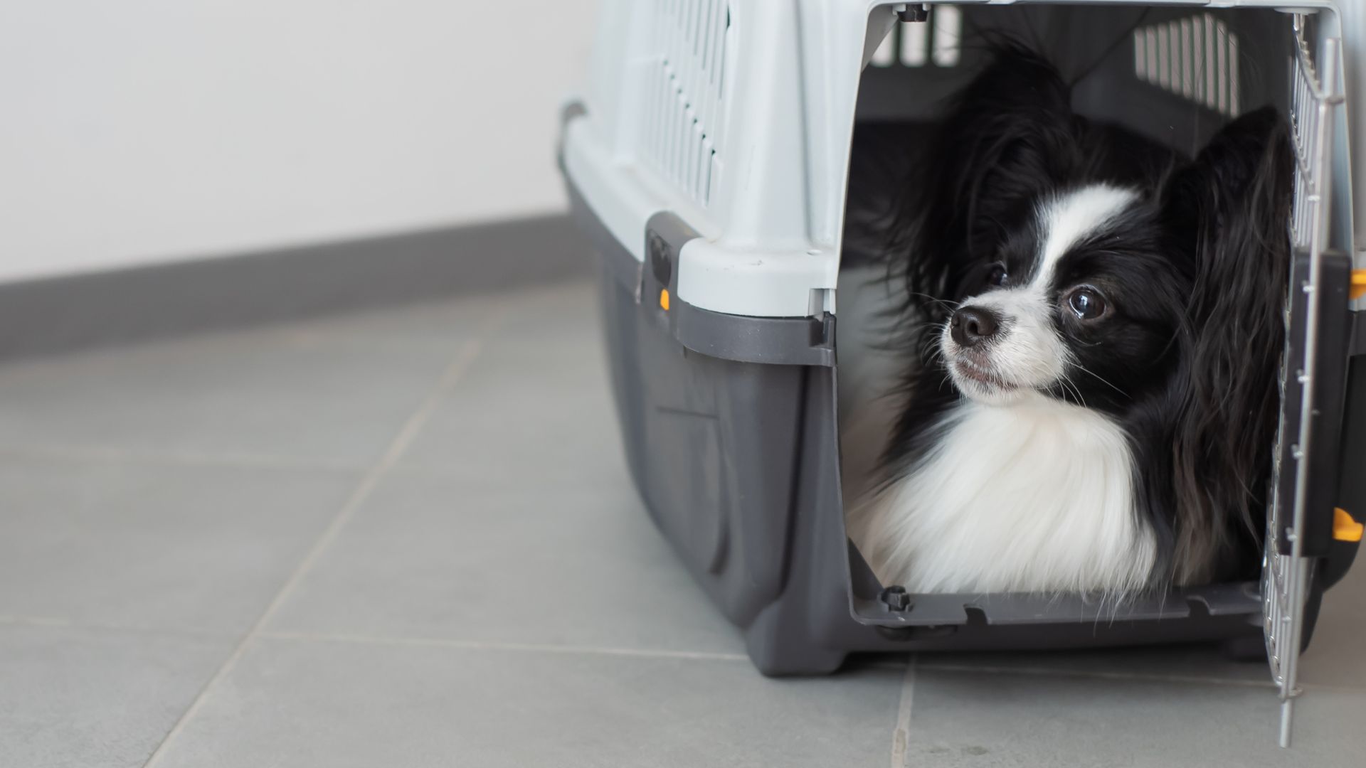 Pet Boarding In Grafton, WI 53024 Best Friends Veterinary Center