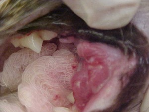 close-up of cat's mouth