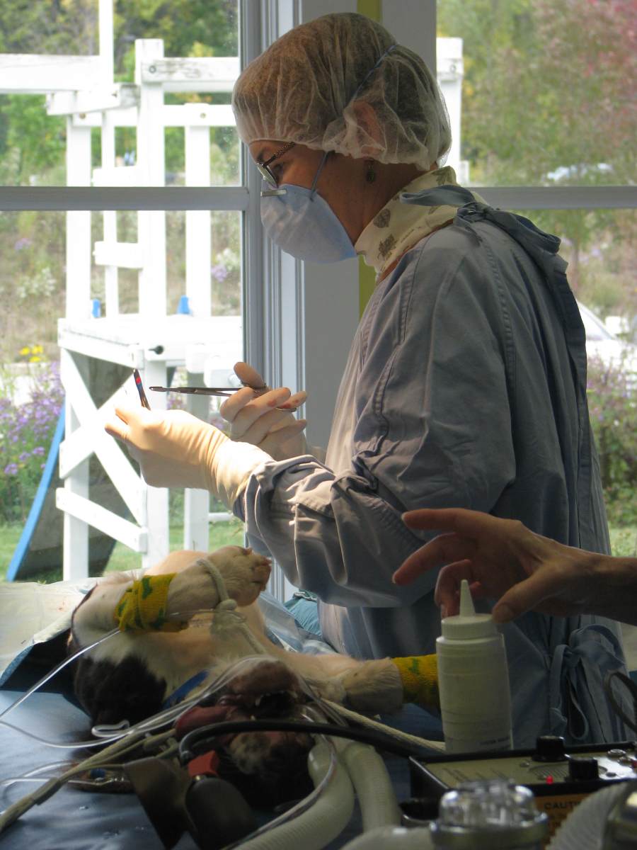 a veterinarian performing an operation