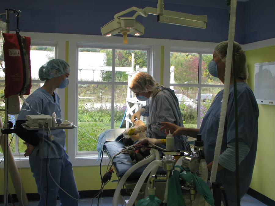 a group of veterinarian surgeons in a room