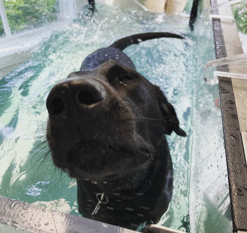 a dog in a pool 