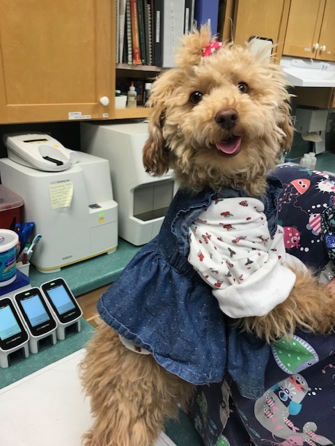 a dog wearing a dress
