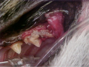 cat dental