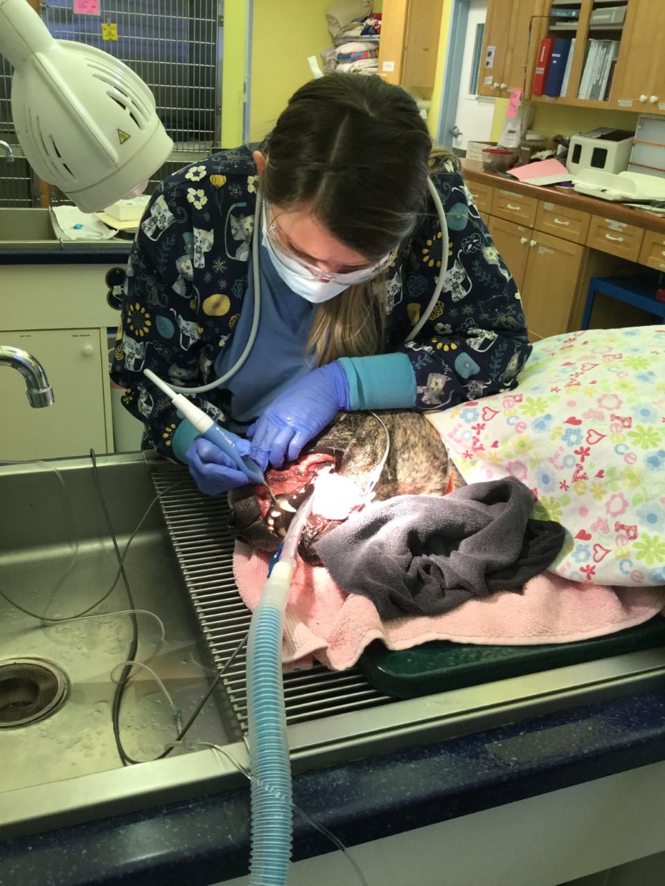 a vet in a dental exam chair