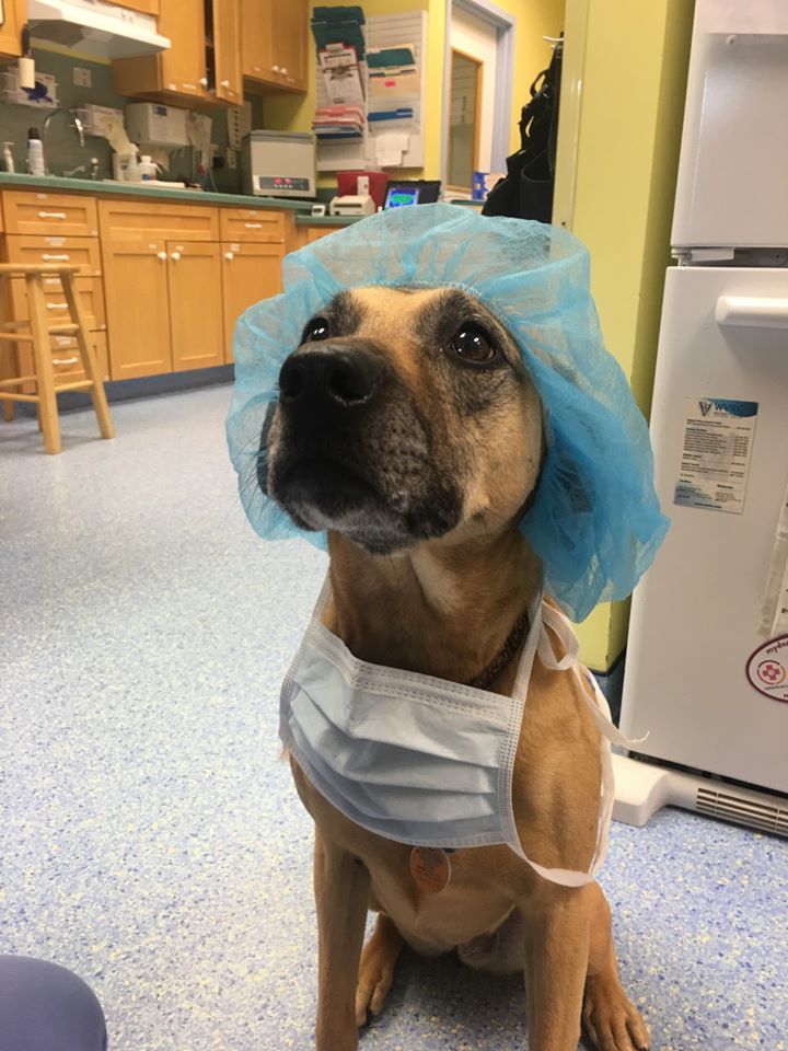 a dog wearing cap and a mask