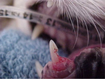 close-up of a cat's teeth