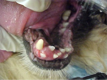 close-up of a dog's teeth