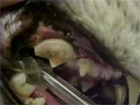close-up of a pet teeth