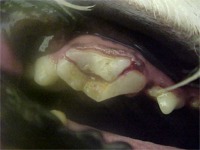 a close-up of a dog's teeth