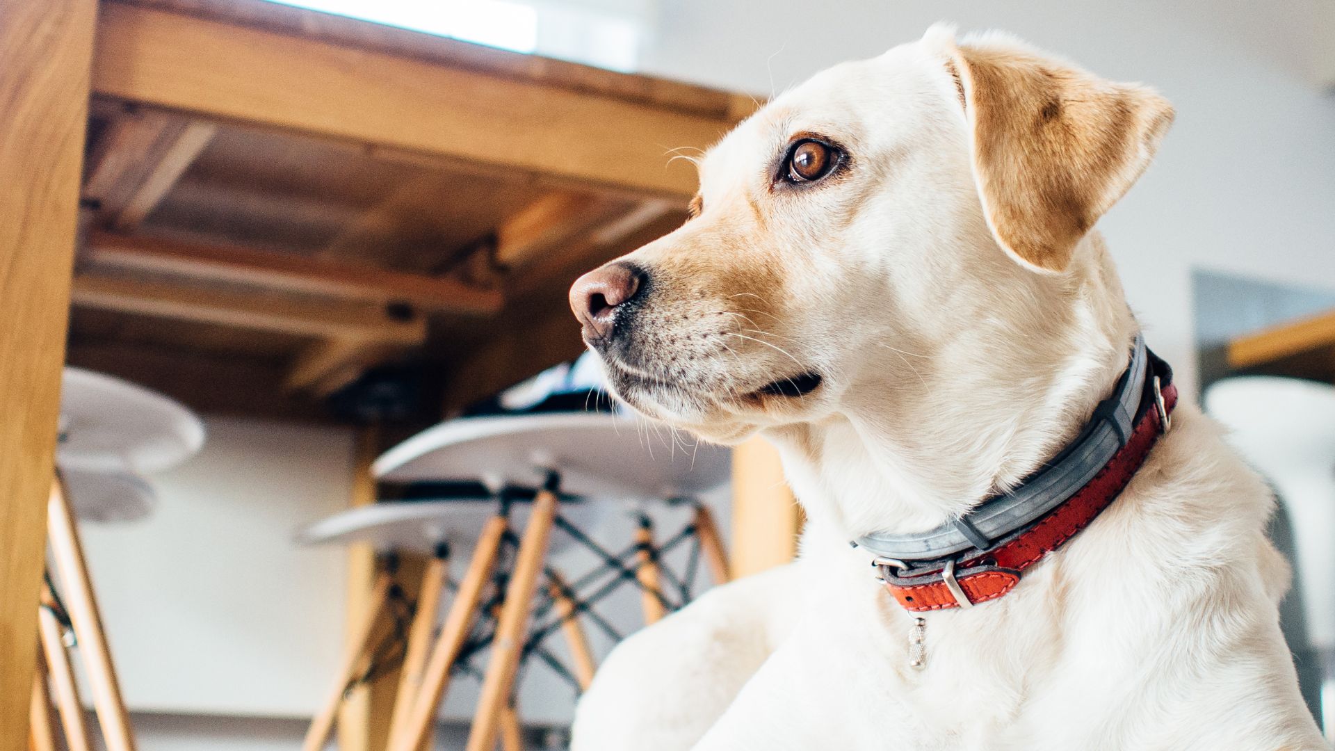 New Client Form Best Friends Veterinary Center