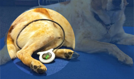 dog lying on a blue surface
