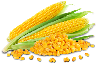 group of corn on the cob