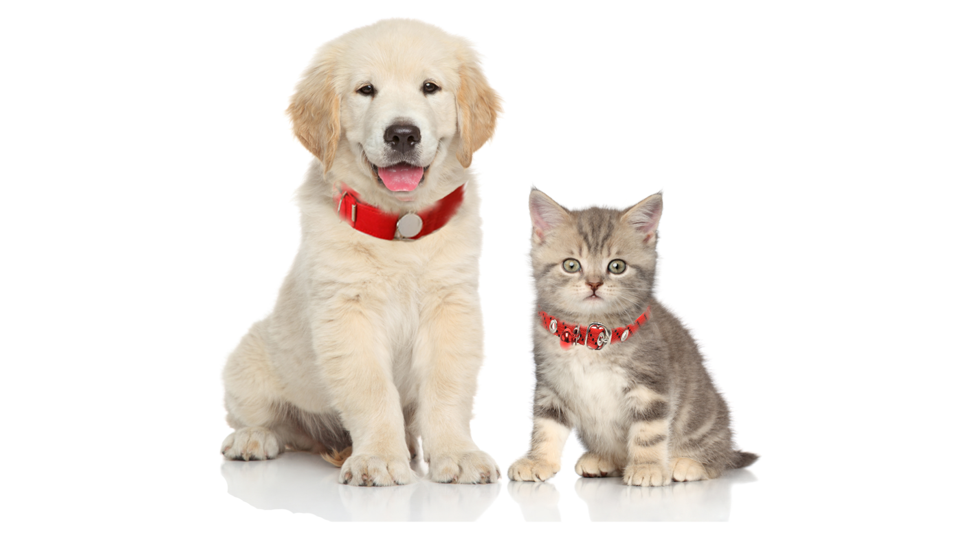 A cat and cute dog