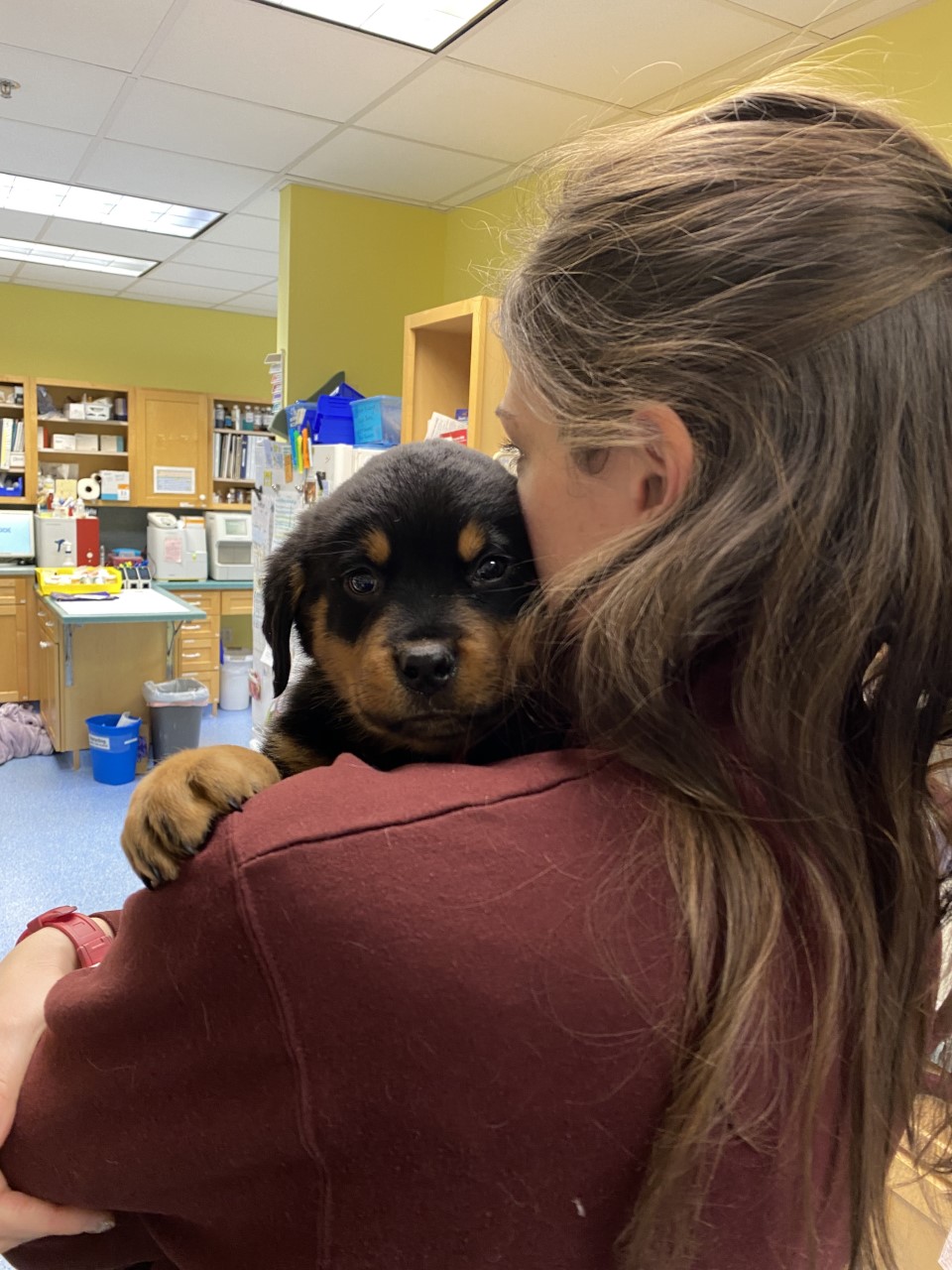 a person holding a small dog