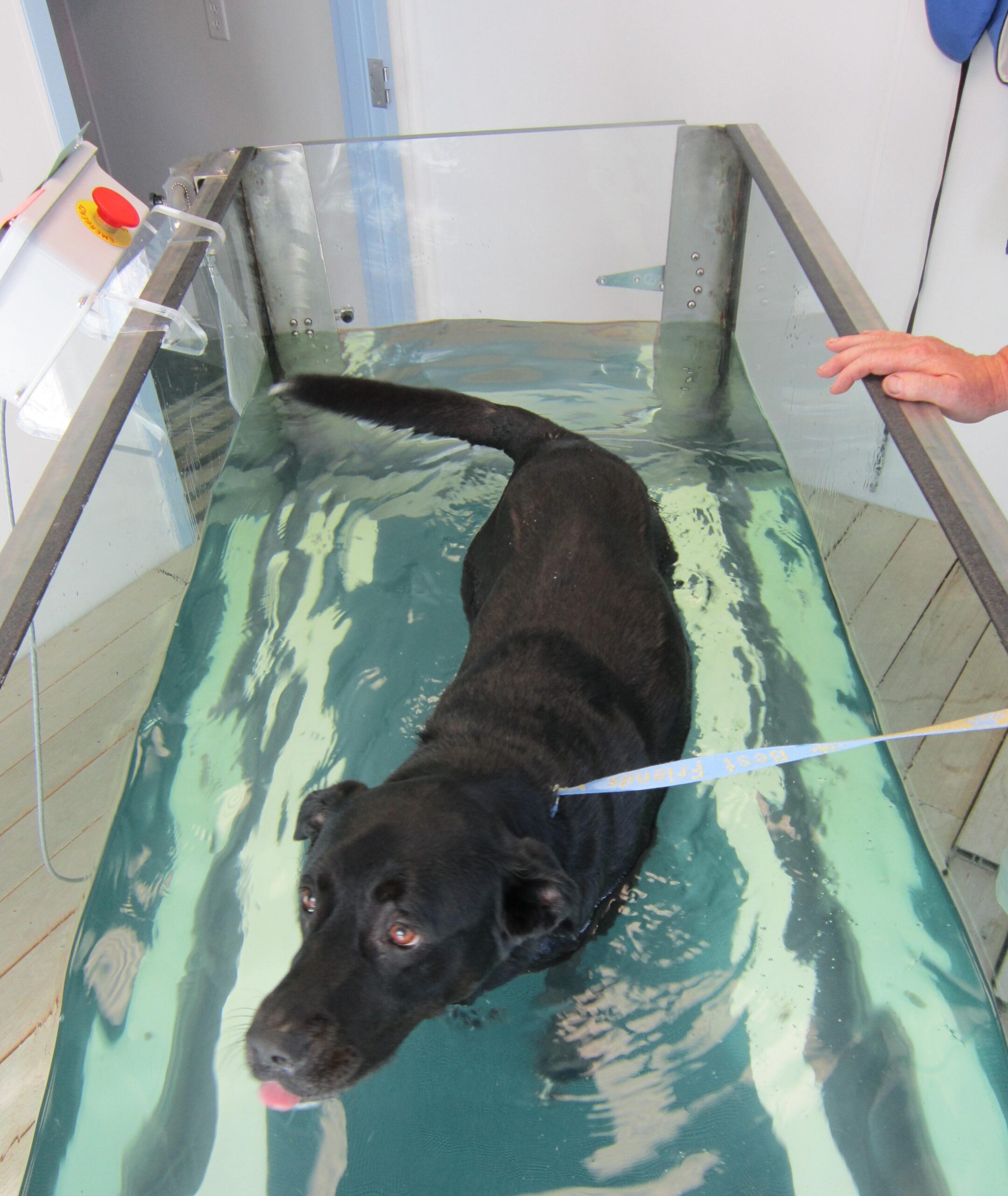 a dog sitting on a table 