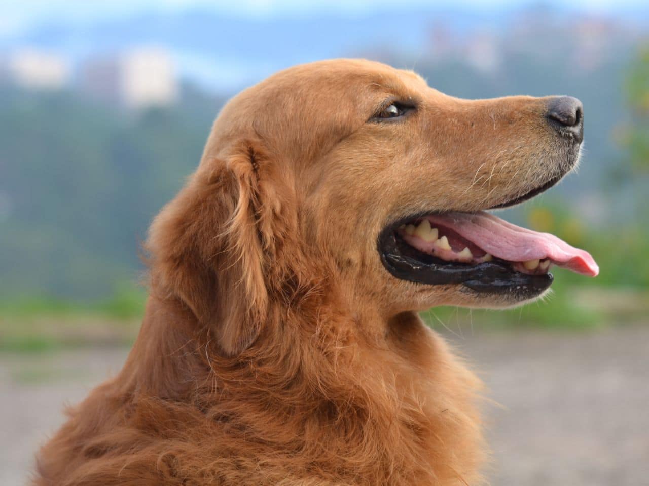 A golden retriever with its tongue out