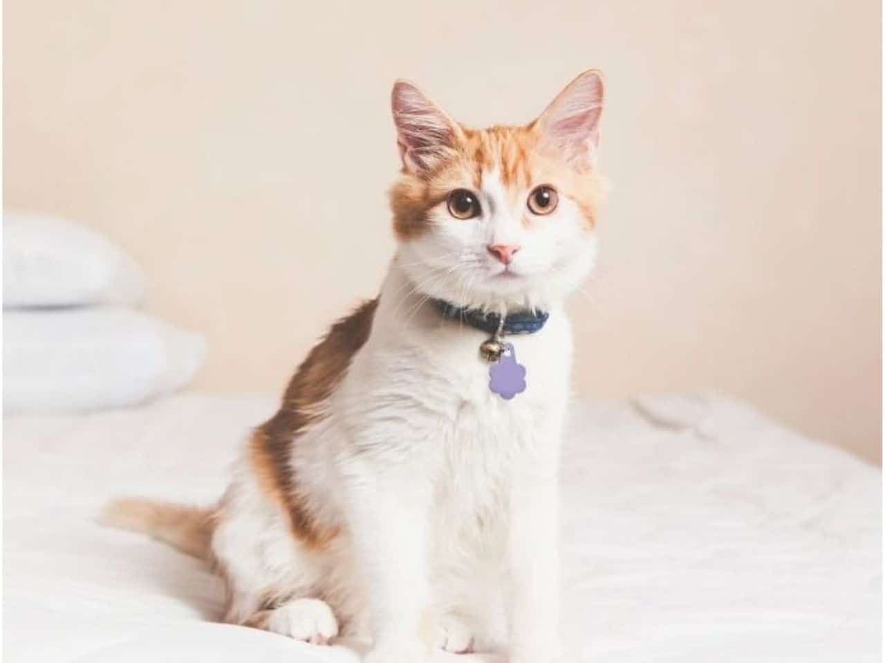 A cat comfortably resting on a bed
