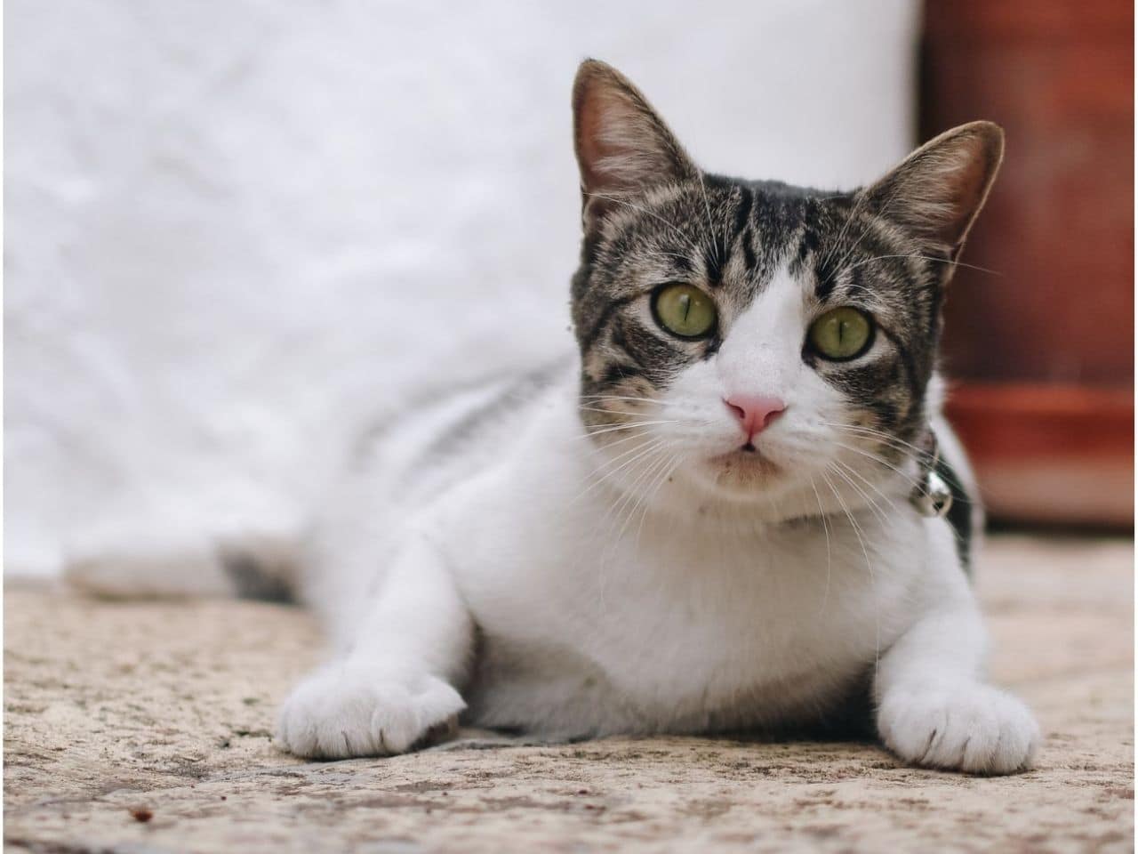 A cat with vibrant green eyes rests on the ground