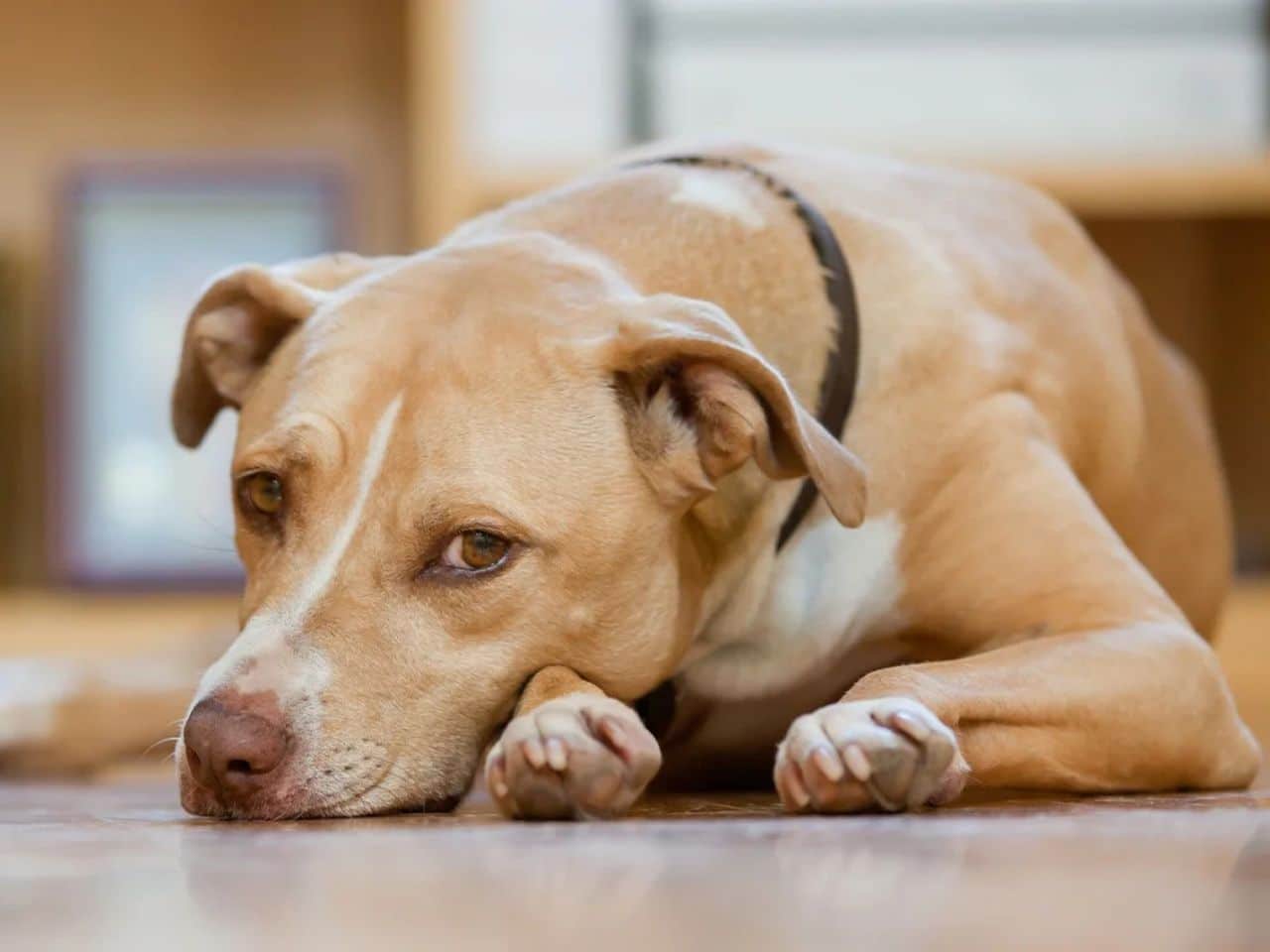 A dog lying on the floor