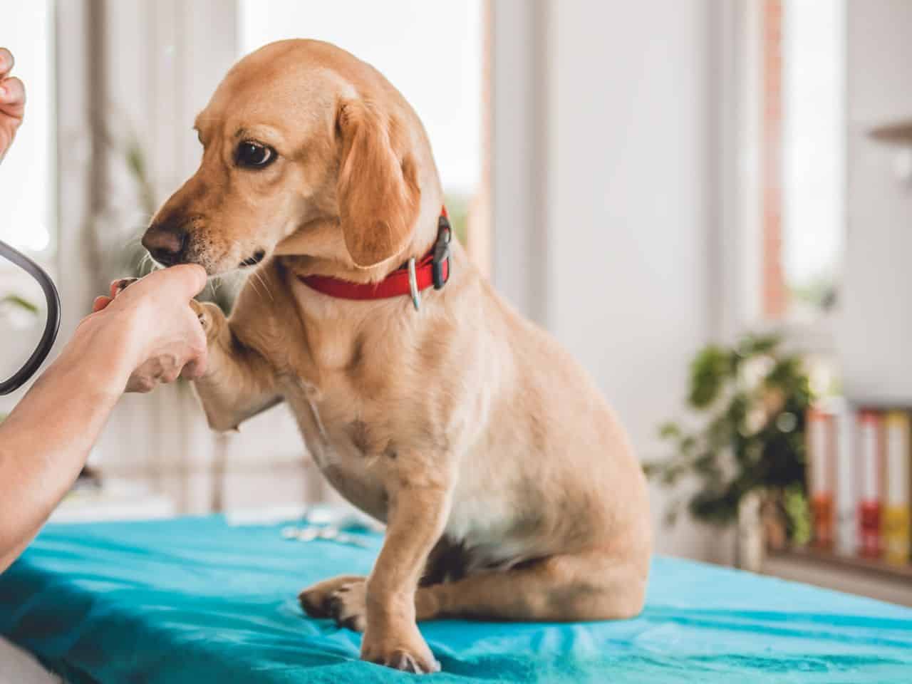 A veterinarian examines a dog