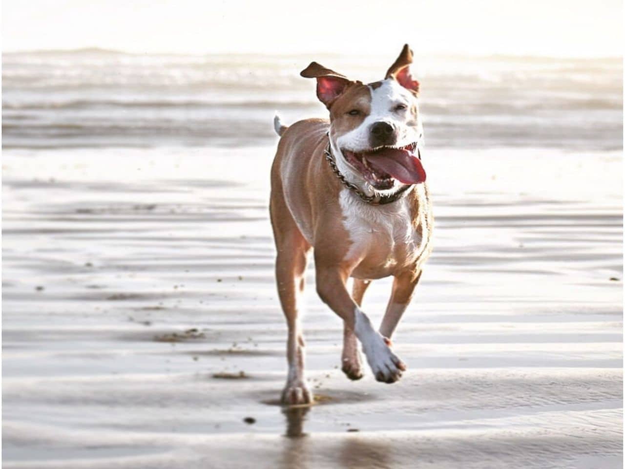 A happy dog dashing on the beach