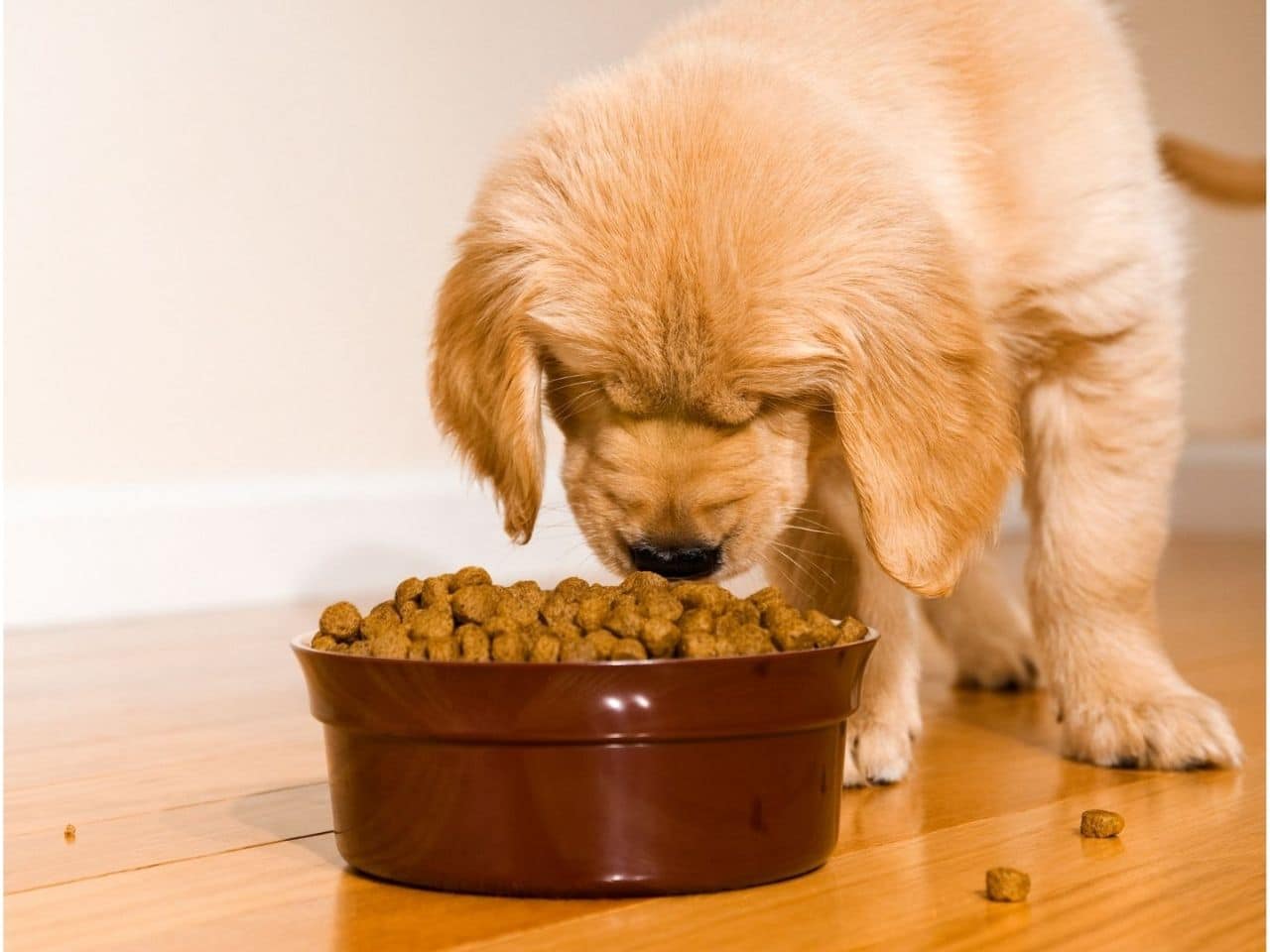 A puppy happily eating from a bowl of food