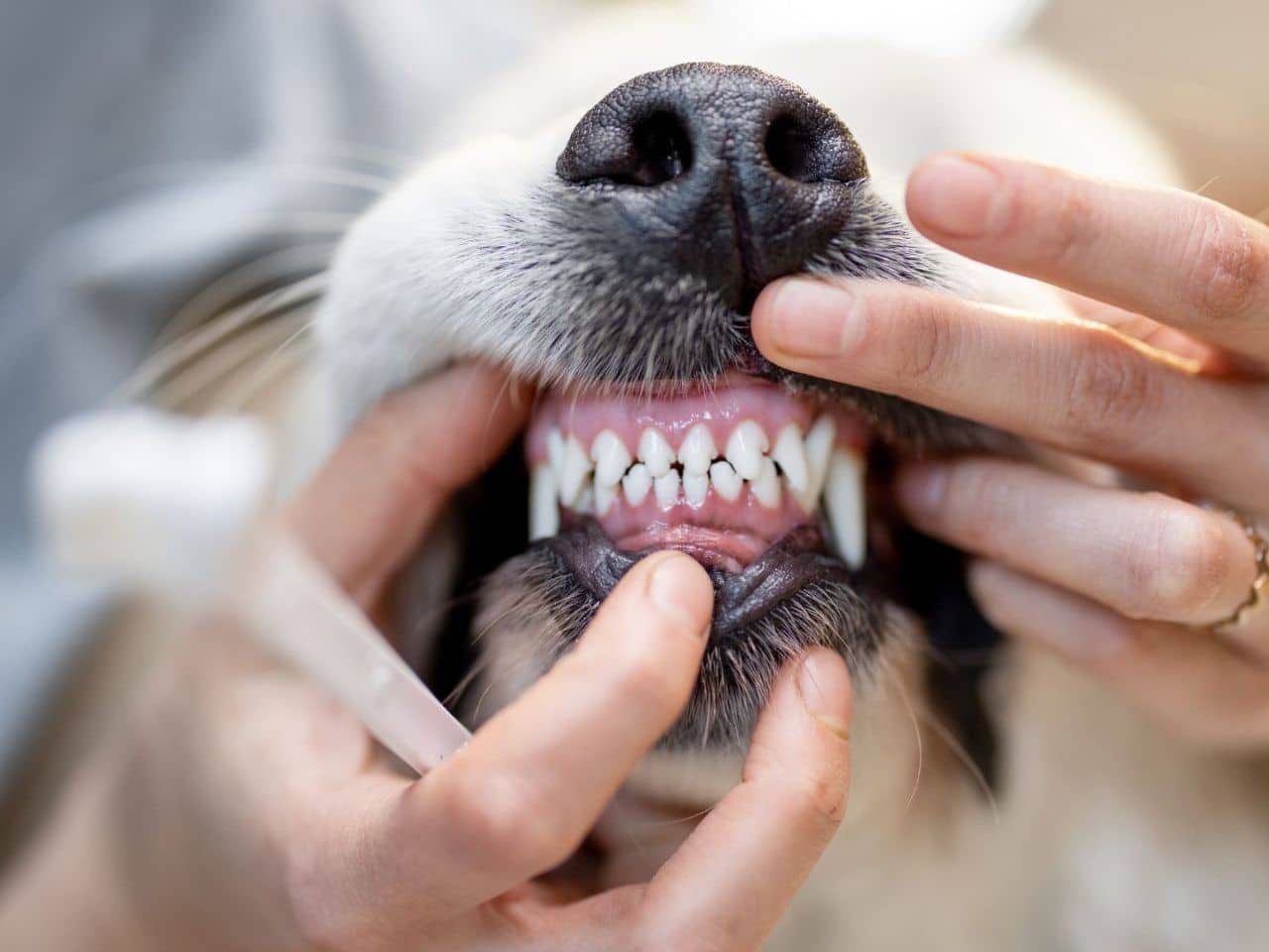 A vet gently brushes the teeth of a small dog
