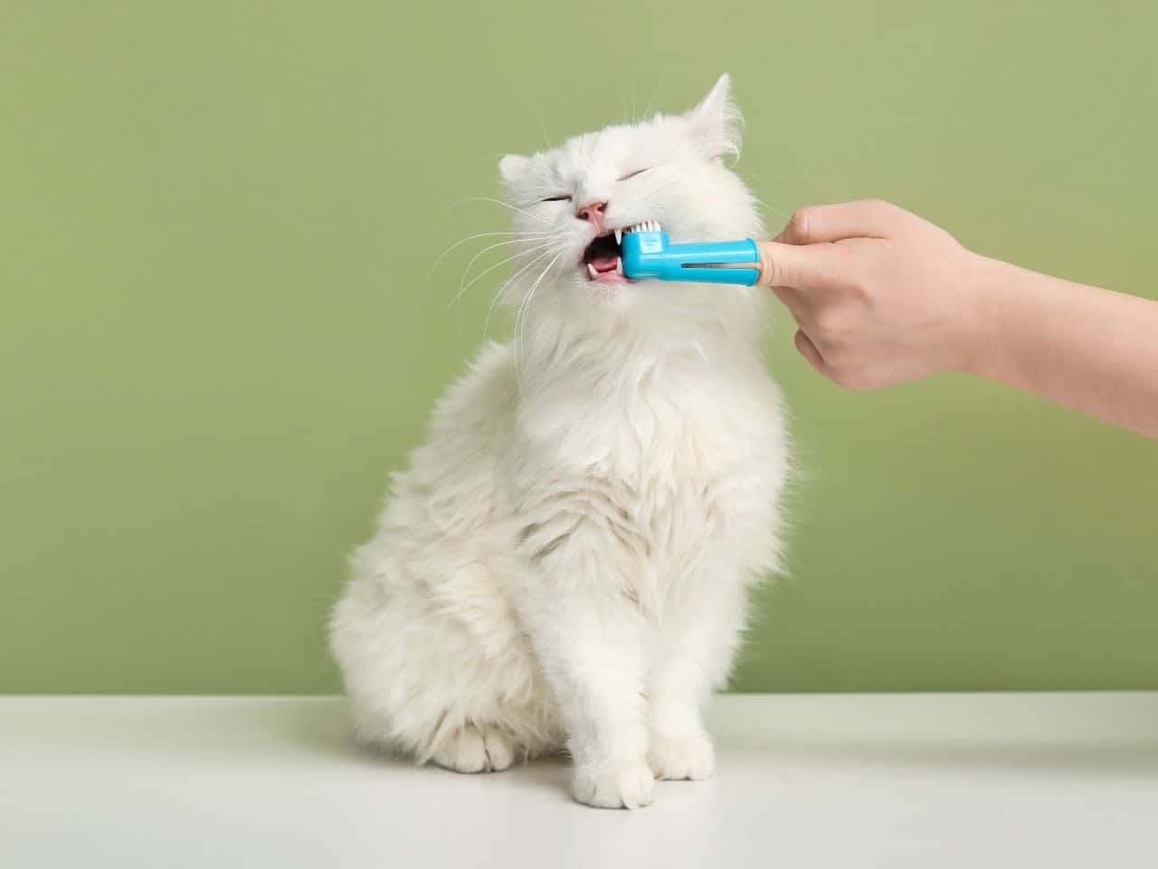 Vet brushing teeth of cute white cat