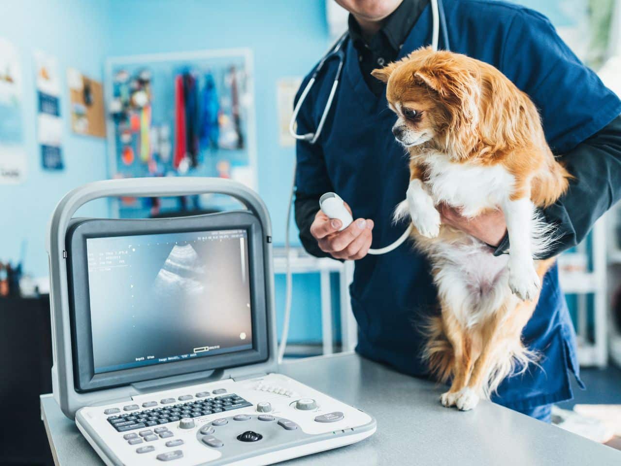 Dog having ultrasound scan in vet office