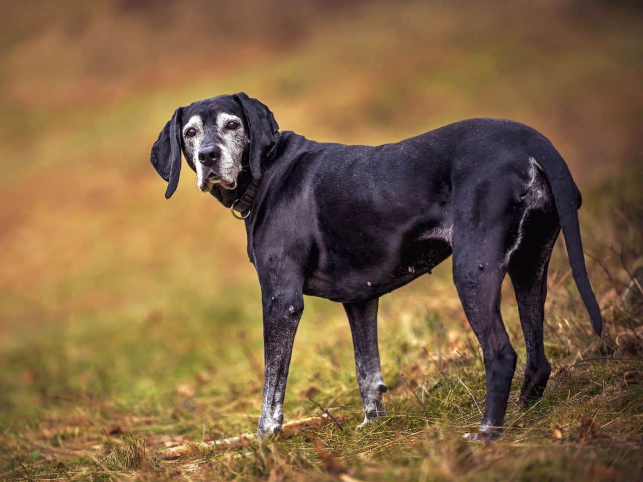 A black dog standing in a grassy area