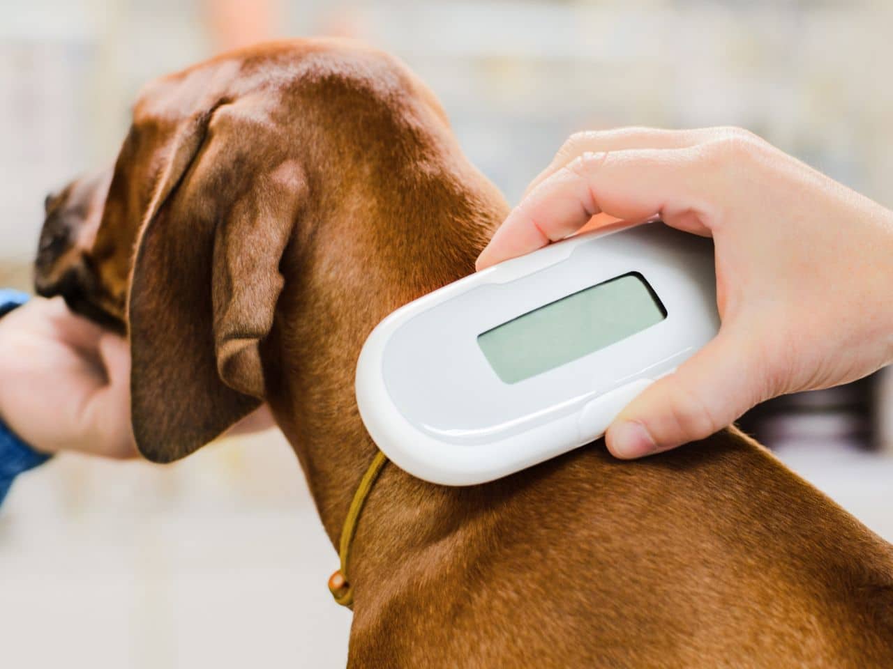 scanning dog's microchip