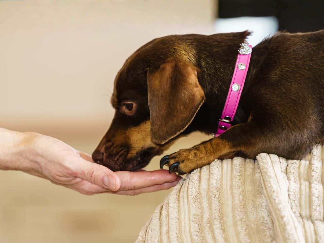 a dog licking a person's hand