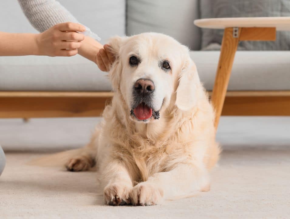 Vet putting anti parasitic drops into dog's ear