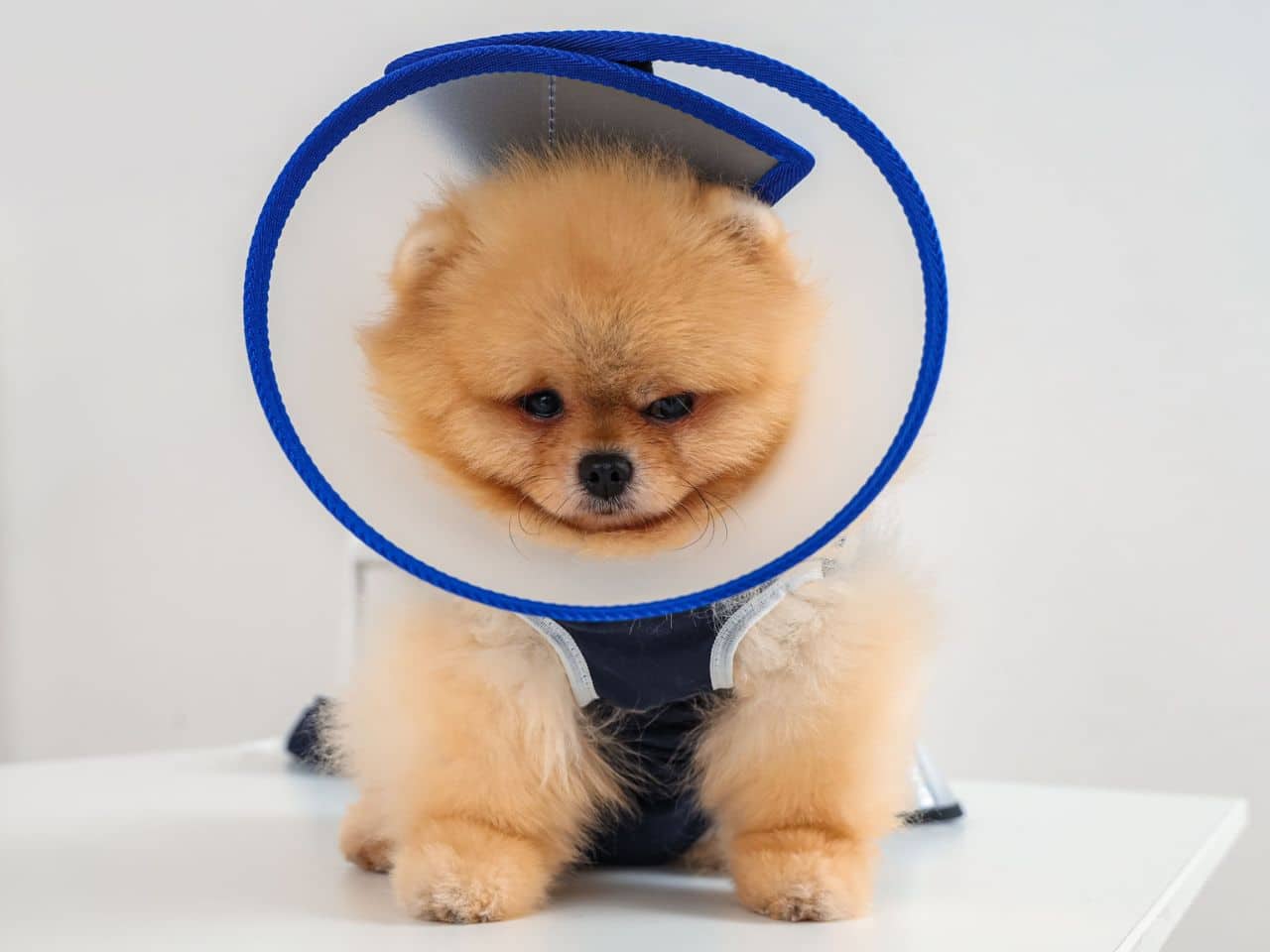 A dog with a protective cone