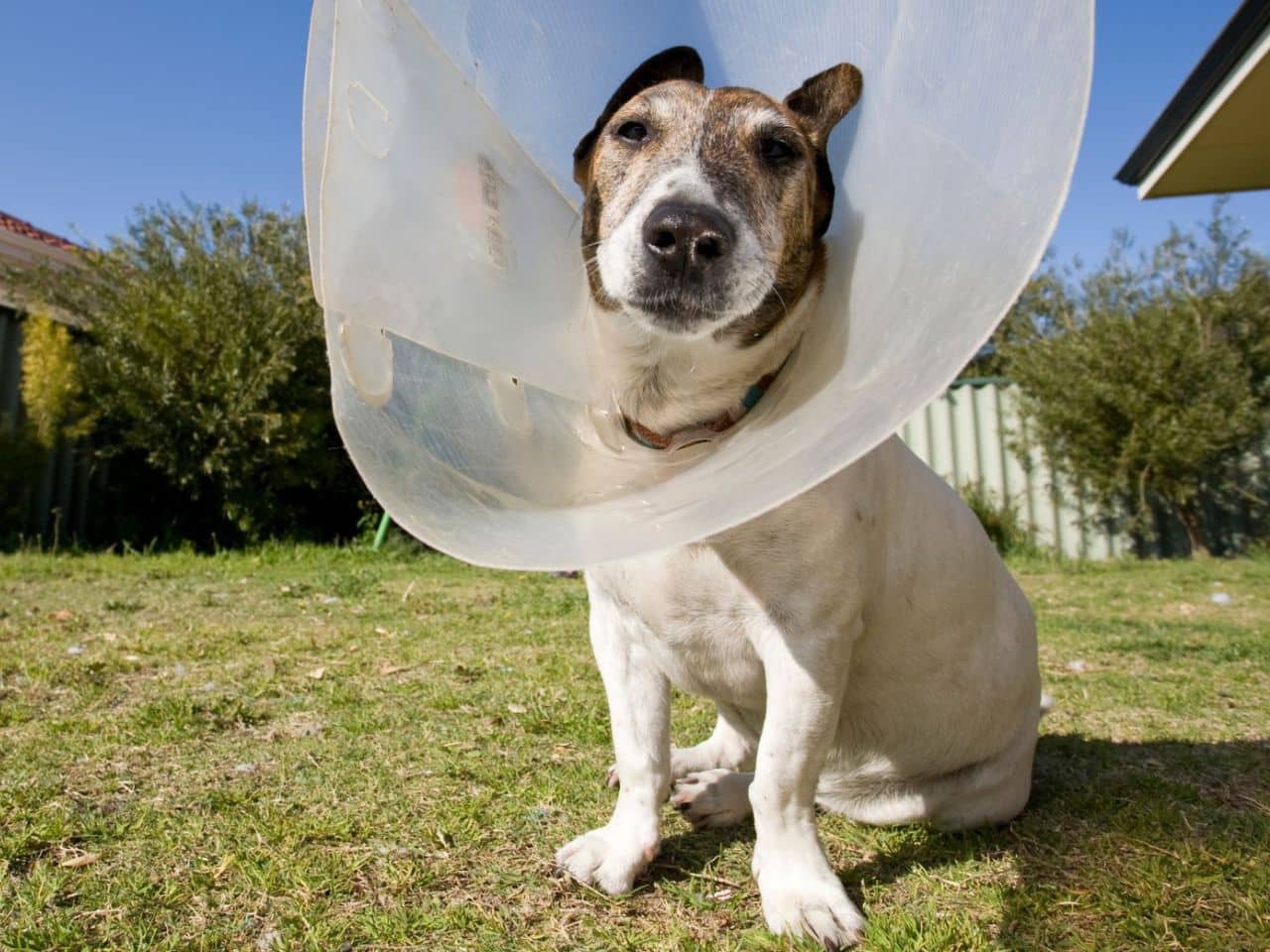A dog wearing a protective cone