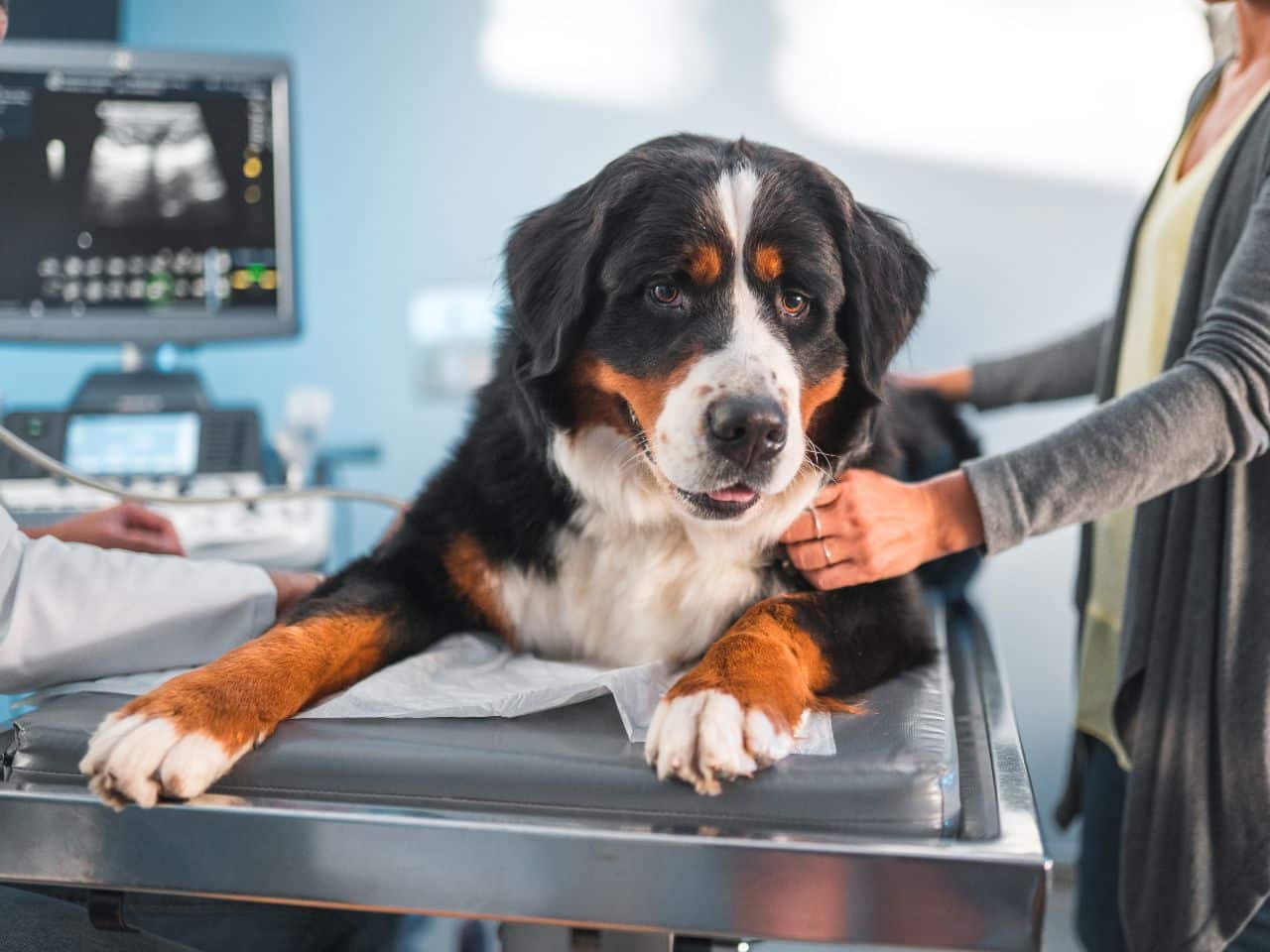 dog sitting on table while on an ultrasound exam