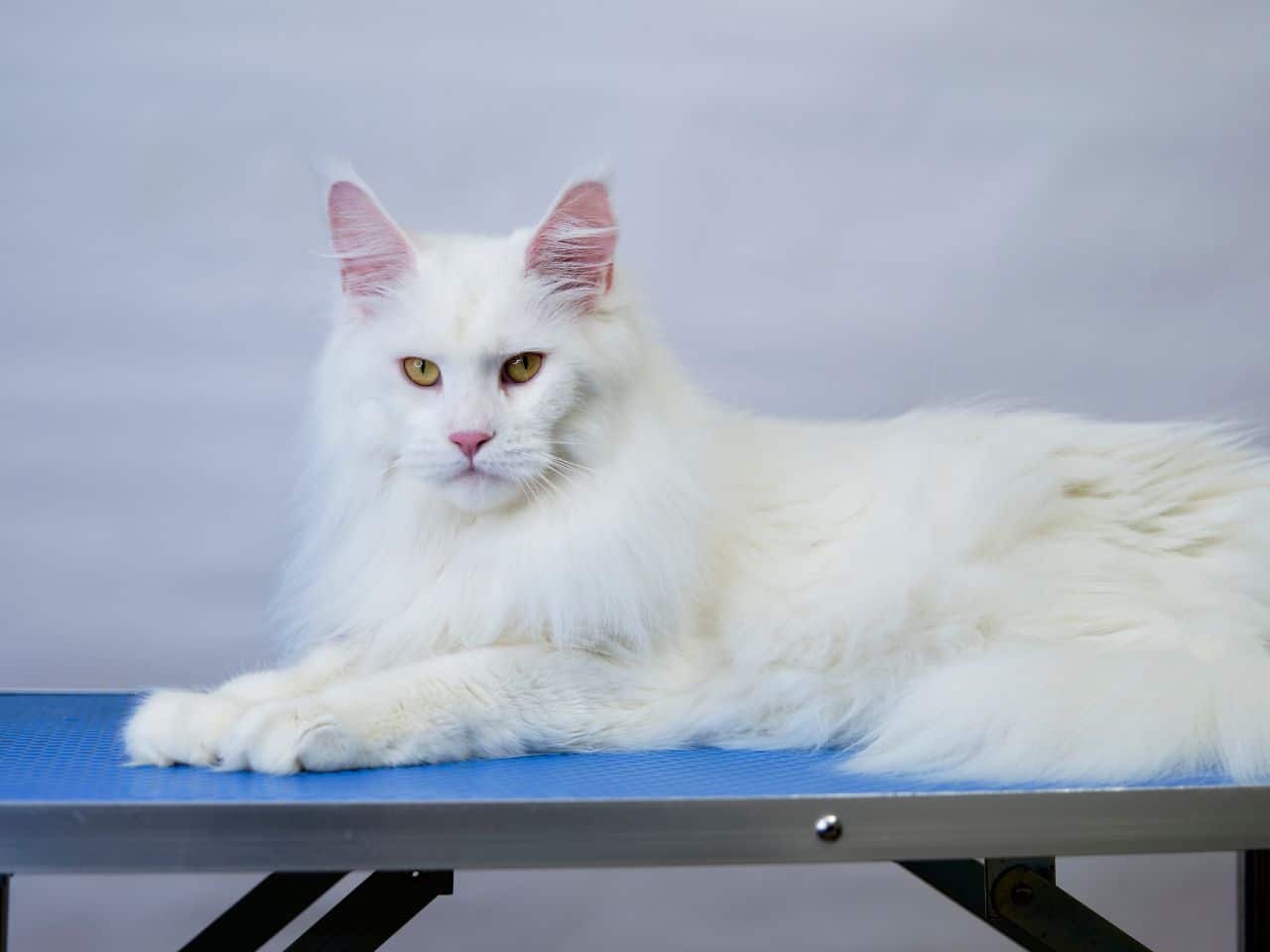 A white cat resting comfortably on a table
