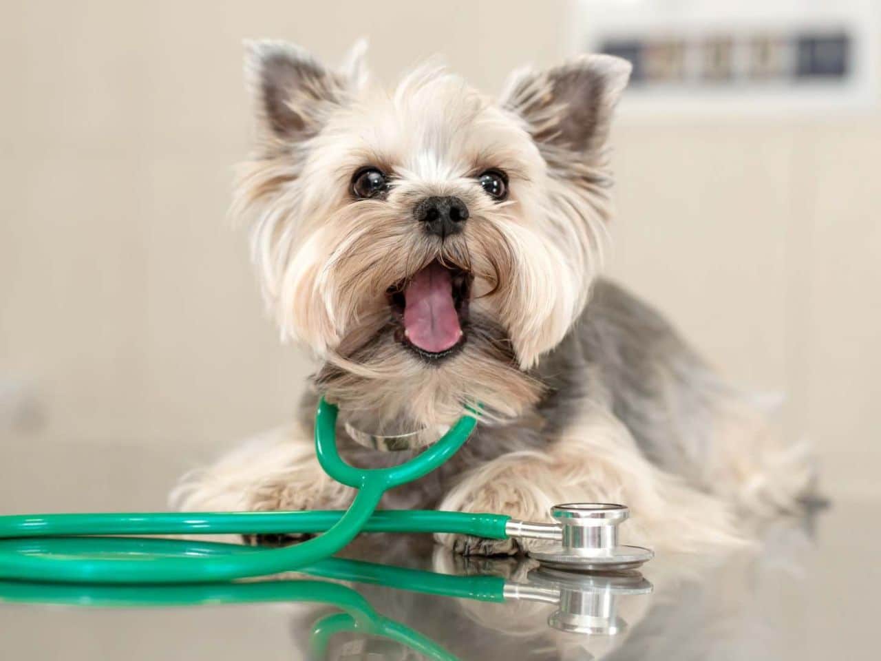 A happy dog with a stethoscope