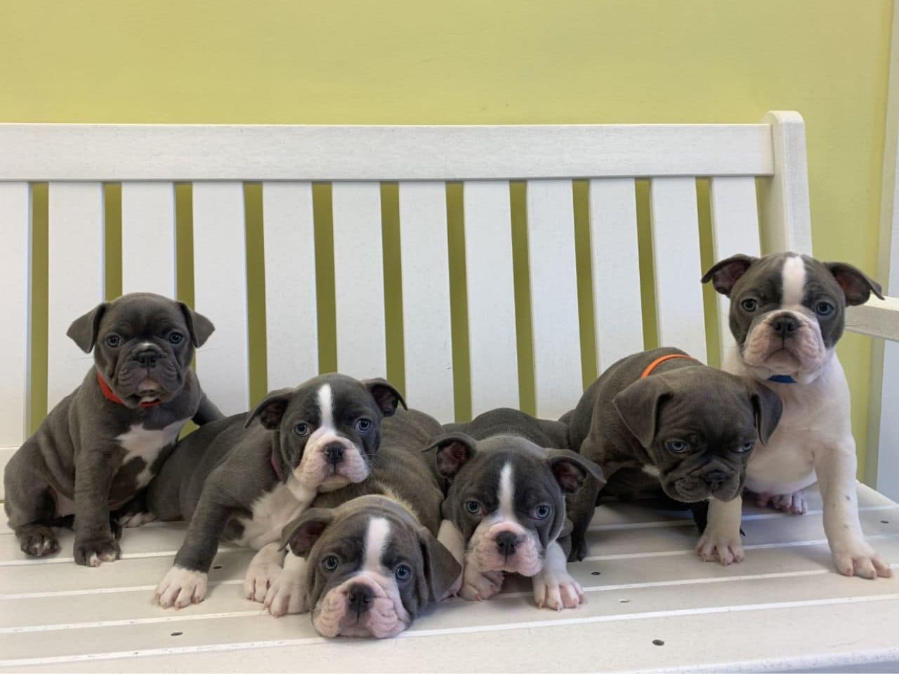 Six playful puppies are sitting together on a white bench